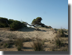 Kalogria